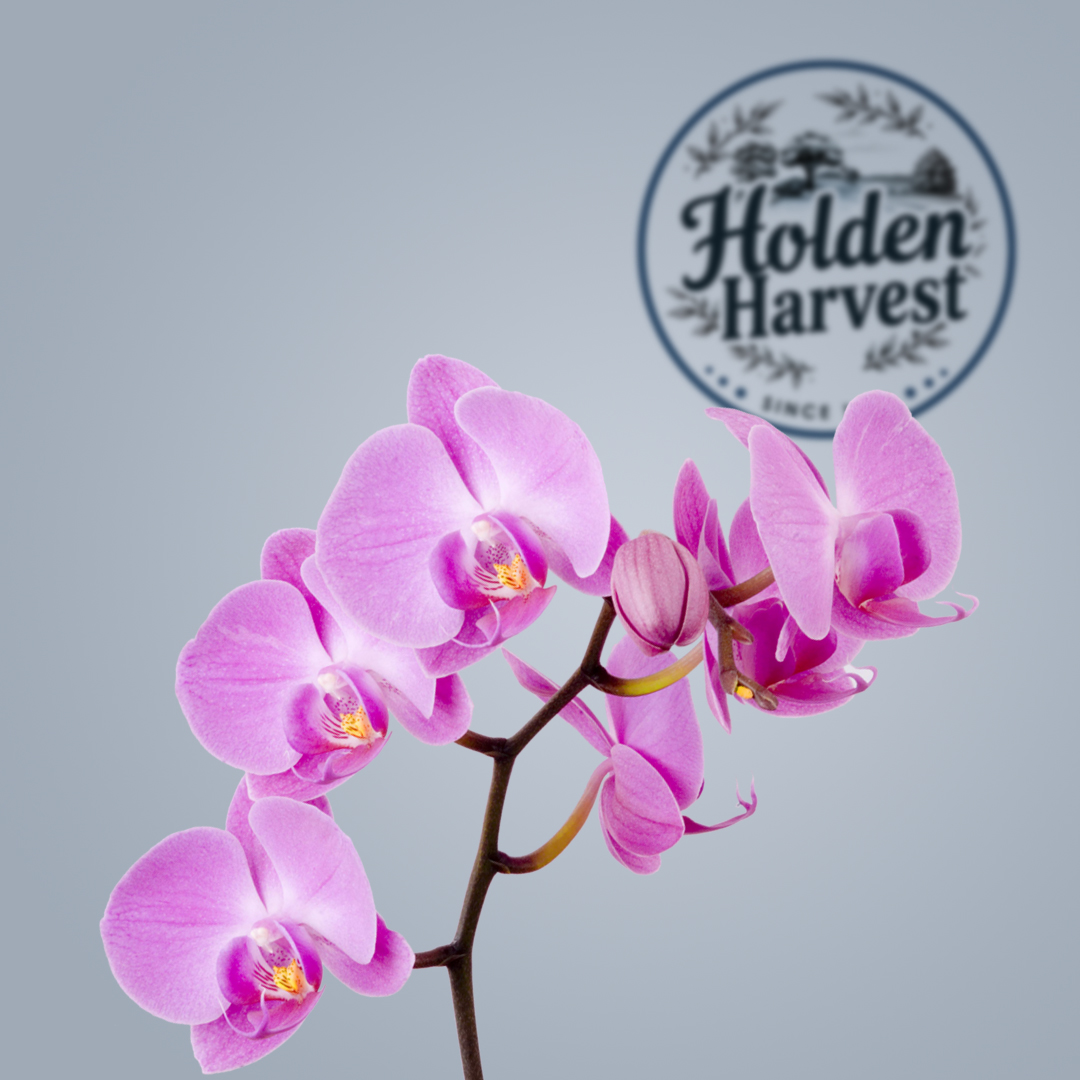 orchid-purple